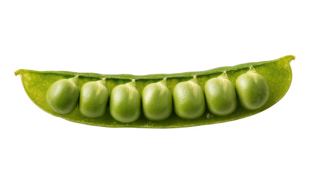 Fresh green pea pod with eight ripe peas inside