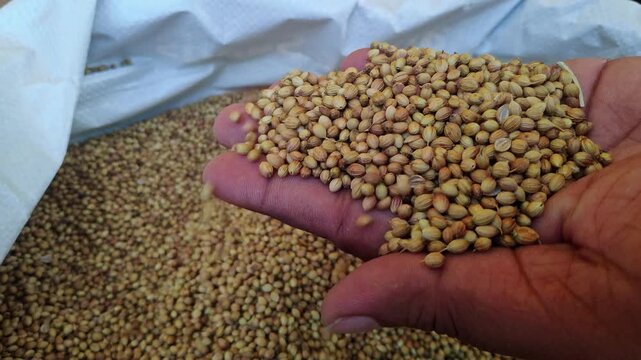 Close-up video of a man examining the texture and quality of dried coriander seeds displayed at market