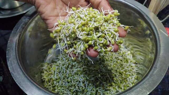 Closeup view of fresh mung bean sprouts showing white shoots and green beans