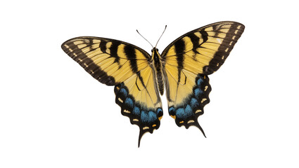 Yellow and black butterfly with blue markings on wings © Johanna