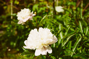 Piwonia, Paeonia L. © Marcin Łazarczyk