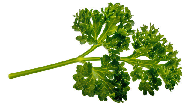 Curly parsley herb sprig with green leaves and stem