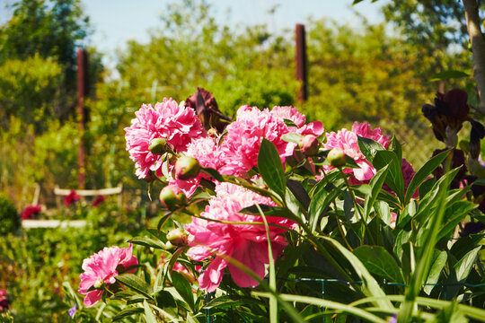 Piwonia, Paeonia L.