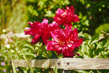 Piwonia, Paeonia L. © Marcin Łazarczyk