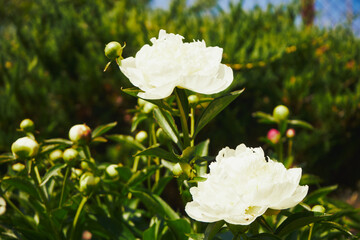 Piwonia, Paeonia L. © Marcin Łazarczyk
