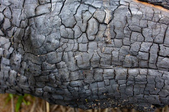 Burned Log Close-Up Showing Forest Fire Damage Outdoors
