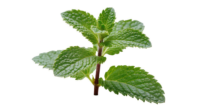 Fresh green mint plant sprig with serrated leaves