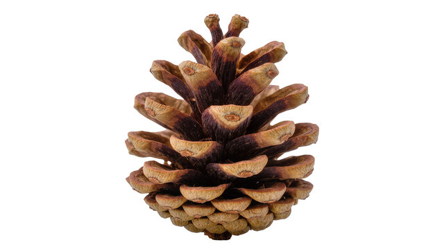 Brown pine cone with open scales and woody texture