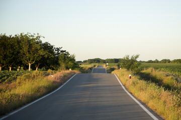 Naklejka premium Winding country road surrounded by orchards, fields and summer greenery in warm sunlight