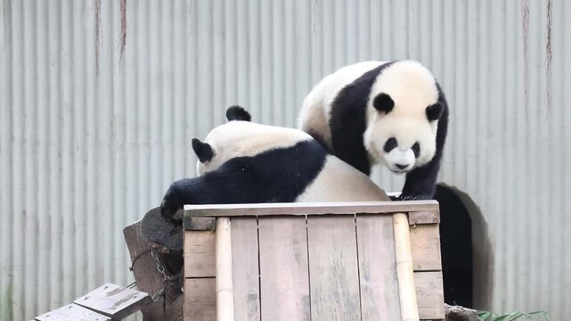 Mother Panda, Hao Qi, Playing with her cub, San Mei, Chongqing, China