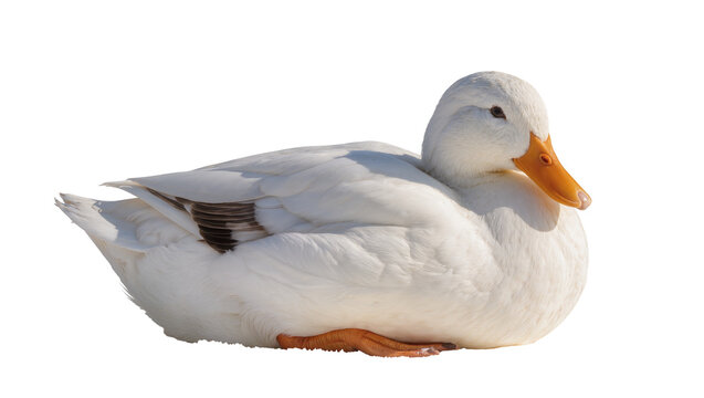 White duck with orange beak resting on white