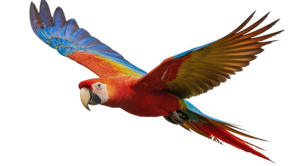 Obraz premium Scarlet Macaw parrot flying with wings spread wide