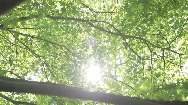 Fresh Green Maple Leaves with Sunlight in Early Summer Nature