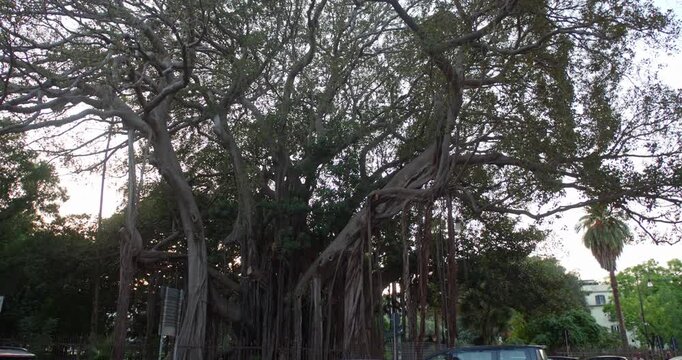 Beautiful old Ficus Macrophylla, massive tree in Palermo, Sicily, Italy, 4k
