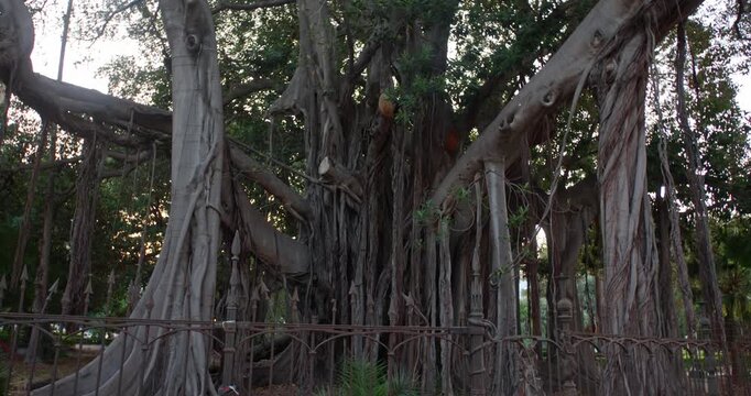 Ficus Macrophylla in Palermo, massive old tree on Sicily, Italy, nature, 4k