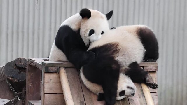 Mother Panda, Hao Qi, Playing with her cub, San Mei, Chongqing, China