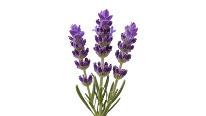 Fototapeta premium Purple lavender flowers with green stems and leaves