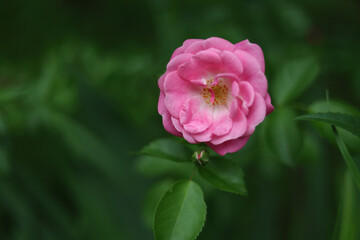 Obraz premium Blooming rose flowers on blurred background. Beautiful floral close up in summer garden. Fresh springtime nature design with copy space for commercial lifestyle use.