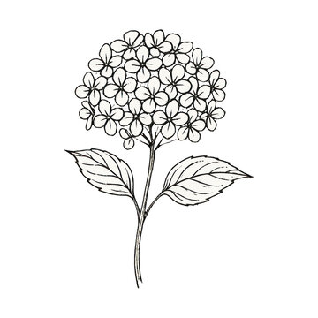 PNG Elegant floral sketch illustration