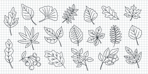 Fototapeta premium Set of different leaves in doodle style isolated on a checkered paper. Autumn, fall, nature and back to school concept.