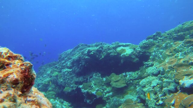 still camera view of clear close up of Bird wrasse black damsel slingjaw wrasse scissortail sergeant fish swimming curious checking around looking up to surface of water with sunlight shining through 