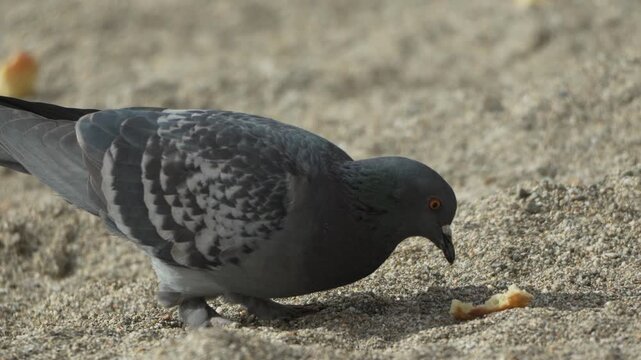 Pigeon eating sand bird foraging for bread crumbs on a sunny beach outdoors in natural light