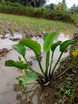 Yellow Velvetleaf Plant or Limnocharis Flava Growing in a Muddy Rice Field