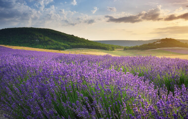 Obraz premium Beautiful blooming lavender field landscape at sunset with rolling green hills in the background. Scenic countryside view of violet flower