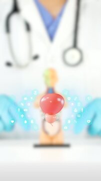 3D prostate in rotation. Bokeh background. Prostate health awareness, urology, prostate cancer prevention, benign prostatic hyperplasia, screening, and preventative healthcare.