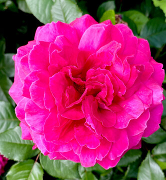 This plant is a garden rose of the Felix Leclerc variety, distinguished by its bright pink flowers and high frost resistance.
