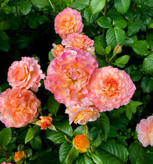 Fototapeta premium These roses are the Augusta Luise variety, known for their large, densely double blooms with a nostalgic shape. The petals range in color from soft pink to peach and apricot.