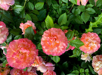 Fototapeta premium This flower is a rose of the 'Augusta Luise' variety, known for its large, double buds. The flowers have a unique apricot-pink hue with peachy highlights, which can change depending on the weather.