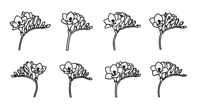 Freesia blossoms in a delicate line drawing composition with clean white background and soft lighting for graphic design projects