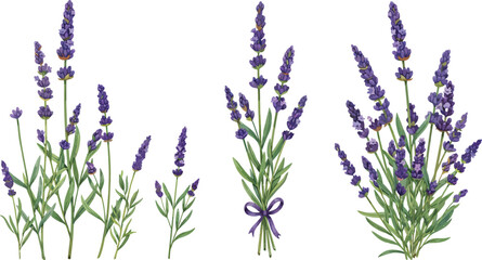 Fototapeta premium Three lavender flower bouquets in natural illustration style