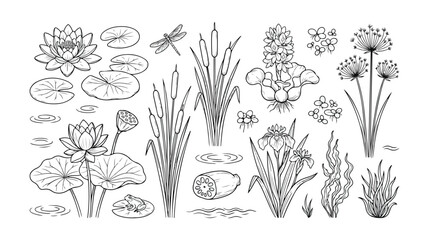 水生植物と水辺の生き物、手描き風の蓮、睡蓮、ガマ、アヤメ、カエル、トンボのベクターイラストセット。自然、生態系、池の表現に。 © Aralan