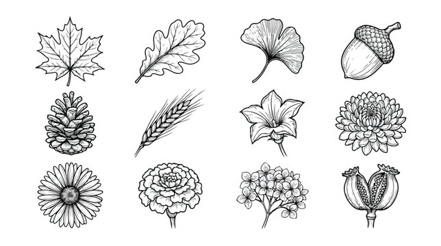 手描き風の植物イラストセット、秋の自然をテーマにした葉っぱ、花、木の実のモノクロベクター素材集、デザインプロジェクトに最適なボタニカルエレメント
