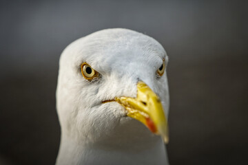 Obraz premium Close-up portrait of a seagull's intense gaze