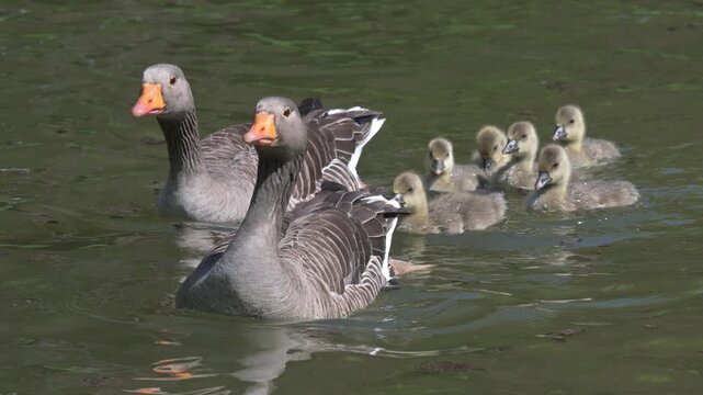Greylag Goose (Anser anser) family with 6 goslings coming out of a lake onto land. May, Kent, UK [Half speed]
