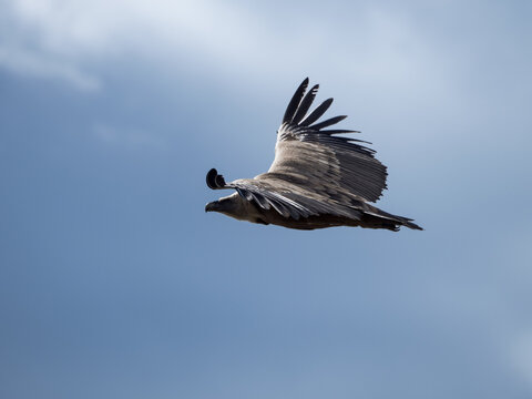 griffon vulture in full flight