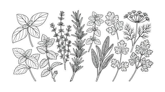 Aromatic culinary herbs vector set, hand-drawn black and white botanical illustration, fresh cooking ingredients, natural organic spices, healthy food and kitchen design elements