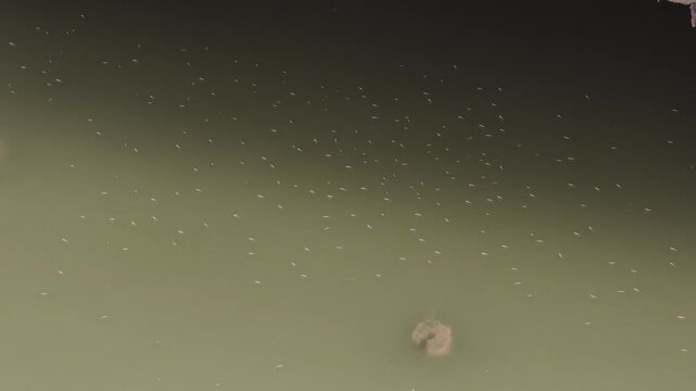 Several water strider insects skating on water