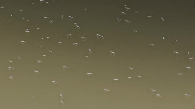 Several water strider insects skating on water