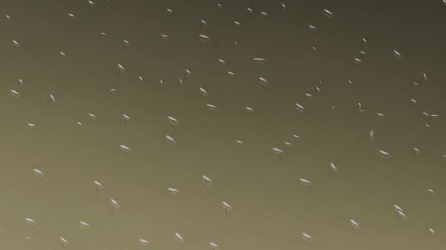 Several water strider insects skating on water