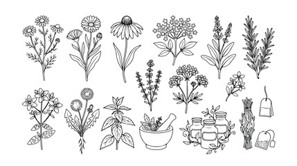 Fototapeta premium Herbal medicine vector collection, botanical line art illustrations of natural remedies, medicinal plants, and organic ingredients for health and wellness designs
