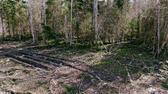 Cinematic aerial view of managed woodland with visible forestry intervention