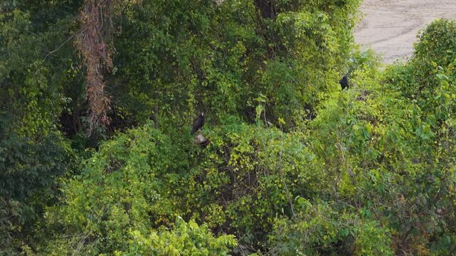 Dense green riverside trees with perched black vultures in natural woodland area, aerial approach tilt down