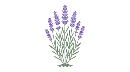 Fototapeta premium Illustration of a bunch of lavender flowers with purple blooms and green stems against a white background.