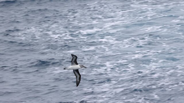Close up tracking shot of Grey-headed albatross flying over sea, Drake Passage