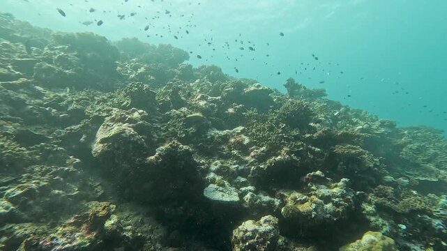 Scuba diving in Suva, Fiji over coral reef ecosystem with shoals of tropical damsel fish in sunlight