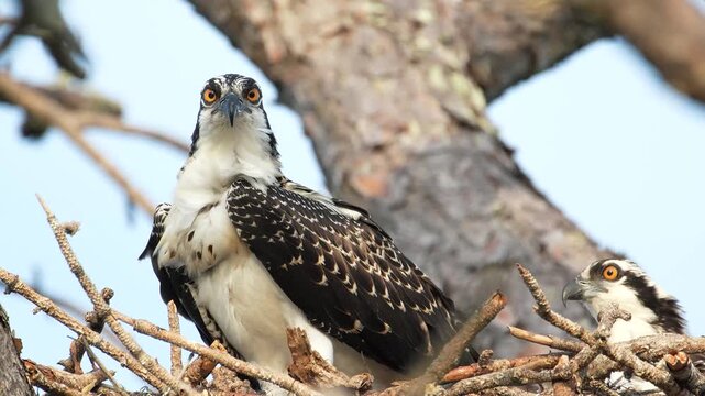 Two osprey in their nest look out intently towards the camera.